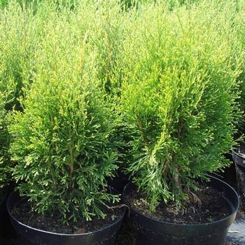 Туя западная ‘Smaragd Witbont’ (Thuja occidentalis ‘Smaragd Witbont’)